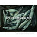 pacific frozen mackerel with high protein